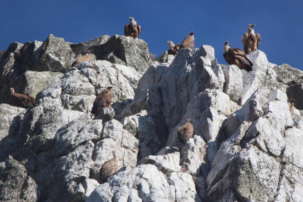 Sierra De Monfrague Apartman Torrejón el Rubio Kültér fotó